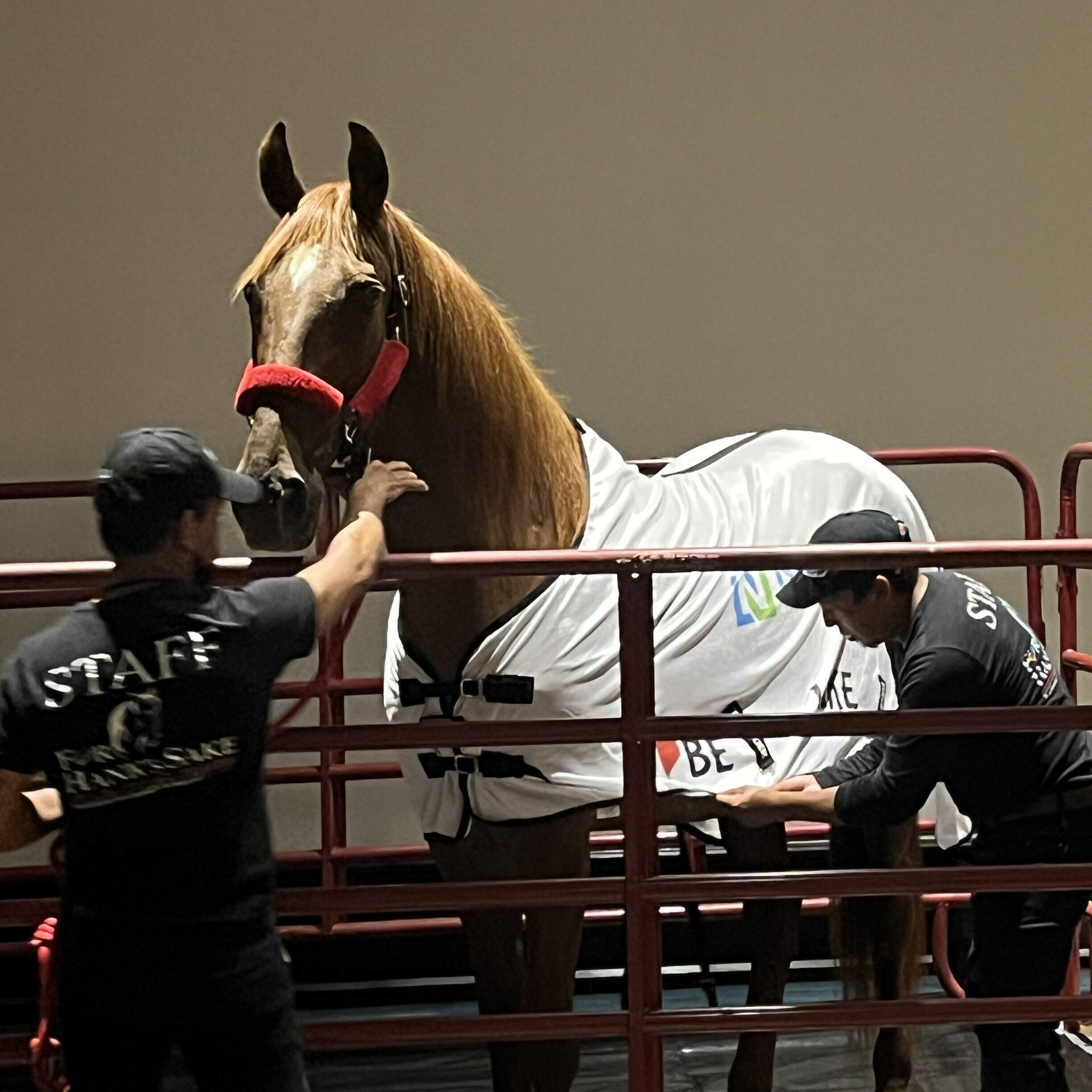 Horse at the NALA Annual Conference.