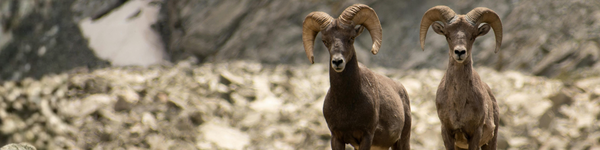 Rush process server service in Colorado